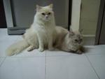 Abang &amp; Adik - Persian + Domestic Long Hair Cat