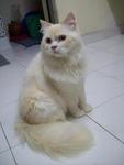 Abang &amp; Adik - Persian + Domestic Long Hair Cat