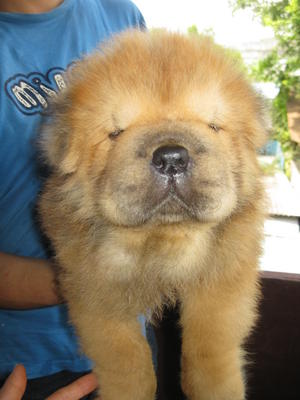 Chow Chow Puppy Sold - 7 Years 3 Months, Small Size Big 