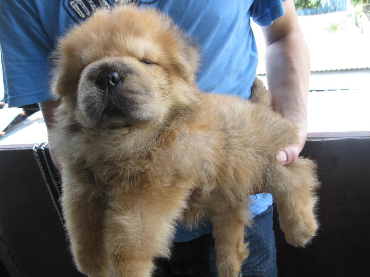 Chow chow small sales size