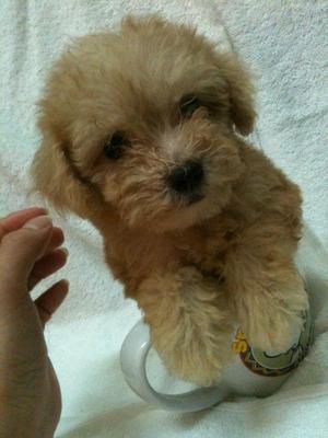 Cream White Pocket Poodle Rm1680 - Poodle Dog