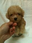 Cream White Pocket Poodle Rm1680 - Poodle Dog