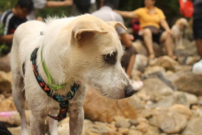 Social - Terrier Mix Dog