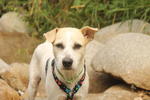 Social - Terrier Mix Dog