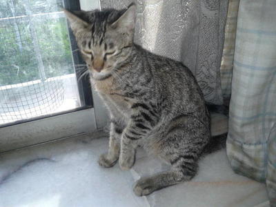 Kesian Cat - Domestic Short Hair + Tabby Cat