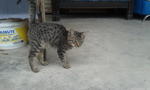 Kesian Cat - Domestic Short Hair + Tabby Cat