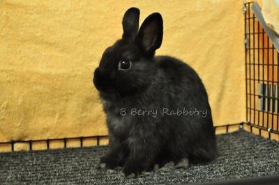 Netherland Dwarf -black 13 - Netherland Dwarf Rabbit