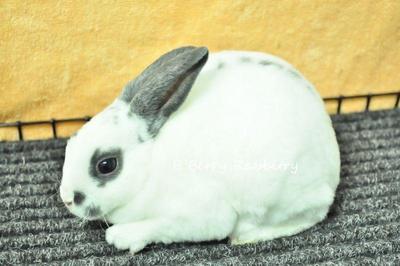 Mini Rex - Broken Blue 13 - Mini Rex Rabbit