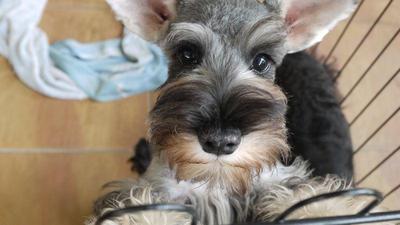 Miniature Schnauzer - Schnauzer Dog