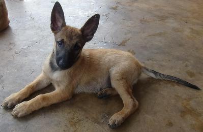 Belgian Shepherd Malinois - Belgian Shepherd Malinois Dog