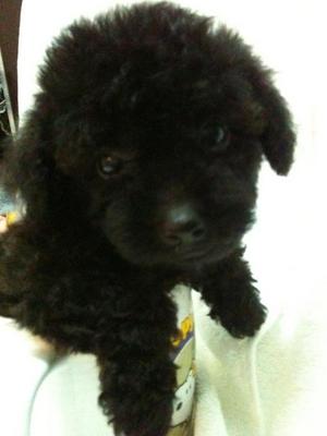 Dark Cocoa Pocket Poodle Rm1580 - Poodle Dog