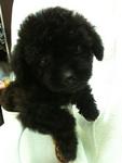 Dark Cocoa Pocket Poodle Rm1580 - Poodle Dog