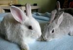 Blue-eyed  Grey Bunny - Chinchilla + Angora Rabbit Rabbit