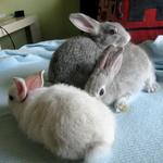 Blue-eyed  Grey Bunny - Chinchilla + Angora Rabbit Rabbit