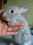 Blue-eyed  Grey Bunny - Chinchilla + Angora Rabbit Rabbit