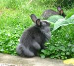 Lionhead Bunnies/blue,gray-eyed/ - Lionhead Rabbit