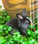 Lionhead Bunnies/blue,gray-eyed/ - Lionhead Rabbit