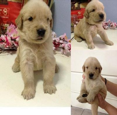 Good Quality Golden Retriever Puppy - Golden Retriever Dog