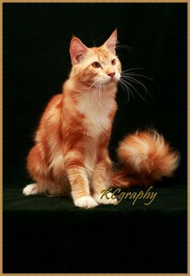 PF33770 - Maine Coon Cat