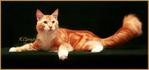 PF33770 - Maine Coon Cat