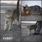 TABBY