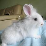 Blue-eyed Lionhead Bunny  - Lionhead Rabbit