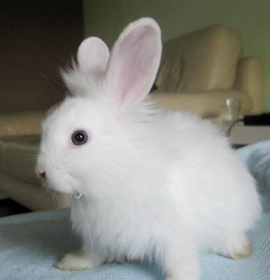 Blue-eyed Lionhead Bunny  - Lionhead Rabbit