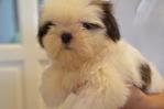 Shih Tzu - Heavy Coat - Shiba Inu Dog