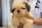 Shih Tzu - Heavy Coat - Shiba Inu Dog