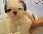 Shih Tzu - Heavy Coat - Shiba Inu Dog