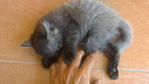 Mix Persian Kitten - Persian Cat