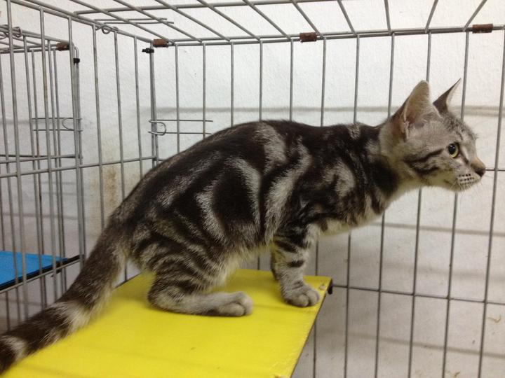 Bengal Kitten Sold - 7 Years 11 Months, Silver Marble Bengal from Taman