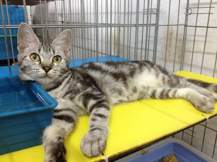 Bengal Kitten Sold - 9 Years 7 Months, Silver Marble Bengal from Taman