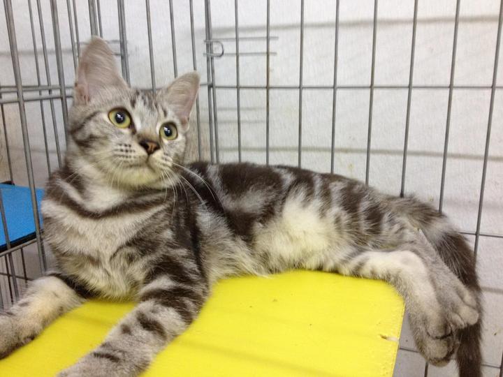Bengal Kitten Sold - 7 Years 11 Months, Silver Marble ...