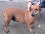 Old: Tag 49 - Adopted - 200903 - Dachshund Mix Dog