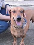 Old: Tag 49 - Adopted - 200903 - Dachshund Mix Dog