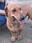 Old: Tag 49 - Adopted - 200903 - Dachshund Mix Dog