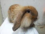 Ear Lop Lion Head - Lop Eared + Lionhead Rabbit