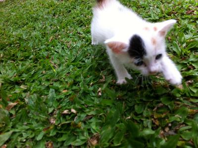 Little Paris - Domestic Long Hair + Domestic Medium Hair Cat