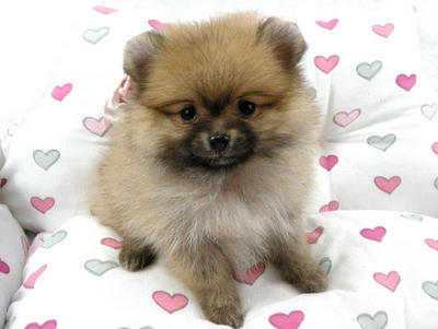 Taiwan Lineage Mini Pomeranian  - Pomeranian Dog