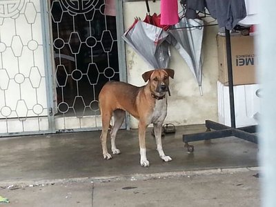 Pepper - Beagle Mix Dog