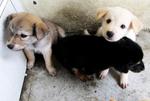 Ares and his sisters, Ida and Elora. Ares has crazy white eyelashes!! Geram lo!