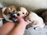 All three, Newton, Terra and Ares enjoying my fingers...