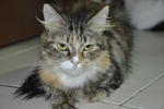 Lili - Maine Coon Cat