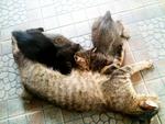 Mother cat + 3 kittens