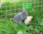  Blue-gray Lionhead   Bunny - Lionhead + Chinchilla Rabbit