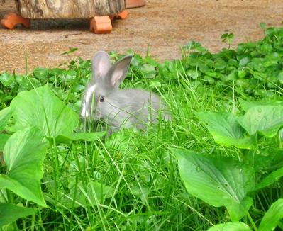  Blue-gray Lionhead   Bunny - Lionhead + Chinchilla Rabbit