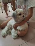 Unknow - Shih Tzu Dog