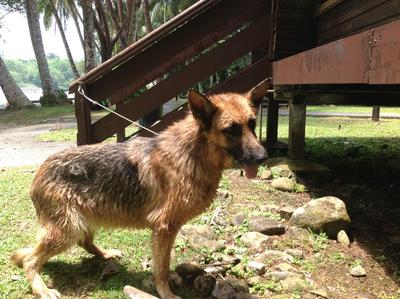 Chloe - German Shepherd Dog Dog