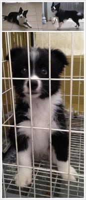 Border Collies - Border Collie Dog